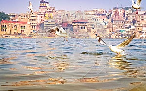 SIBERIAN GULLS (LARUS HEUGLINI) FLOCKING ABOVE THE GANGES RIVER IN THE HOLY CITY OF VARANASI, INDIA