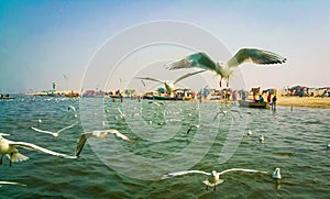 SIBERIAN GULLS (LARUS HEUGLINI) FLOCKING ABOVE THE GANGES RIVER IN THE HOLY CITY OF VARANASI, INDIA