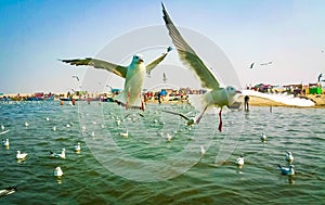 SIBERIAN GULLS (LARUS HEUGLINI) FLOCKING ABOVE THE GANGES RIVER IN THE HOLY CITY OF VARANASI, INDIA