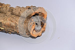 Siberian hamster hidden in the trunk