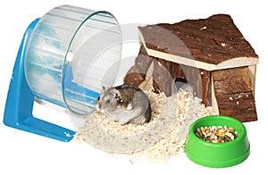 Siberian Hamster Pet