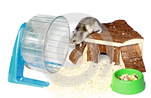 Siberian Hamster Pet