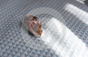 Siberian hamster white and gray eating a almond