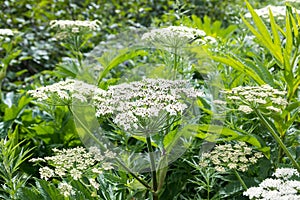 Siberian Hogweed or beam Heracleum sibiricum, Kamchatka Peninsula, Russia