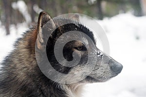 Siberian hunting dog Laika, Siberia