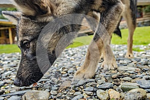 Siberian Huski dog resting on the ground