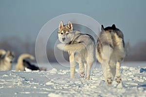 Siberian huskies dog puppy running away