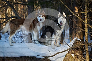 Siberian Huskies dogs on the walk in the winter sunny forest.