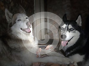 Siberian Huskies at home