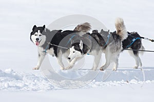 Siberian huskies and malamuts participating in the dog sled racing contest