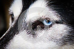 Siberian huskies in the open-air cage