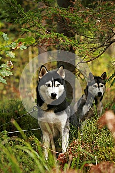 Siberian Huskies sled dog waiting for the run