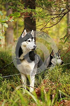 Siberian Huskies sled dog waiting for the run