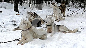 Siberian Huskies sled dog waiting for the run.