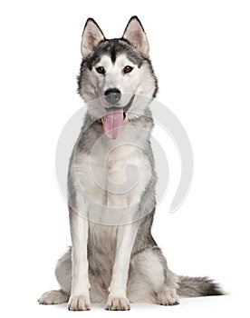 Siberian Husky, 1 year old, sitting