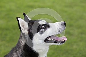 Siberian Husky