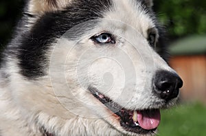 Siberian Husky