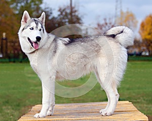 Siberian Husky photo