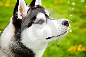 Siberian Husky