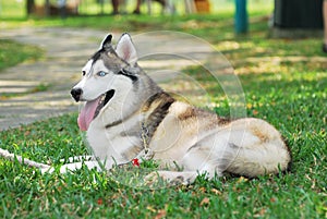 Siberian Husky