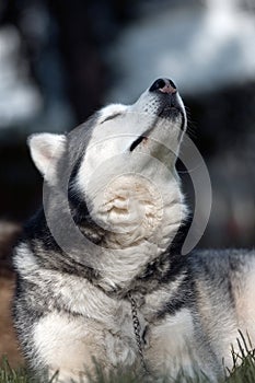 Siberian Husky