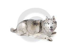 Siberian Husky