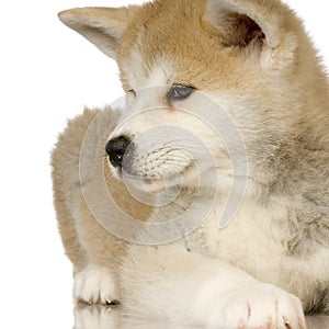 Siberian Husky photo
