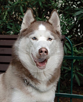 Siberian husky