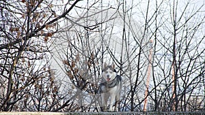 Siberian husky