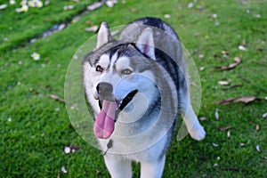 Siberian Husky