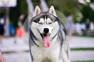 Siberian Husky