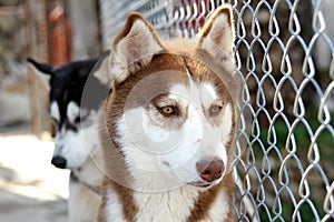 Siberian husky