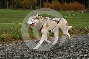 Siberian husky