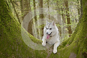 Siberian Husky