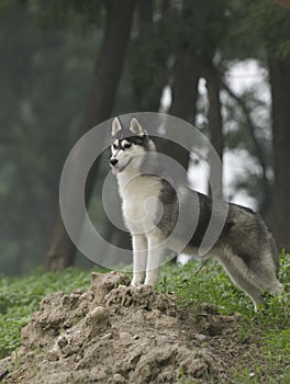 Siberian husky