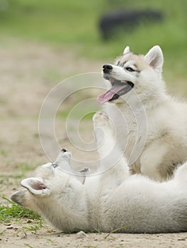 Siberian husky