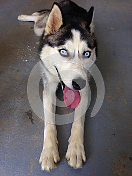 Siberian Husky