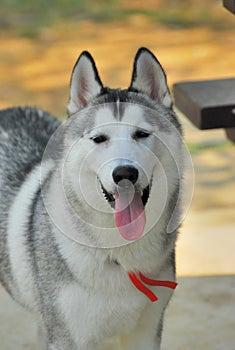 Siberian Husky