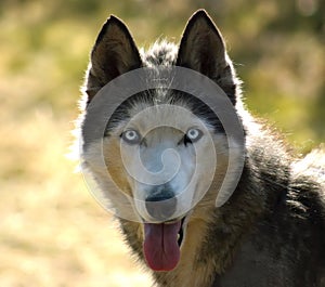 Siberian Husky