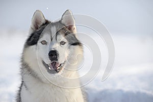 Siberian husky