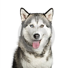 Siberian Husky, 9 months old, in front of white background