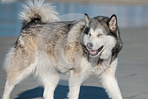 Siberian Husky