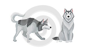 Siberian Husky as Medium-sized Working Dog Breed Vector Set