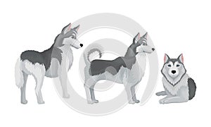 Siberian Husky as Medium-sized Working Dog Breed Vector Set