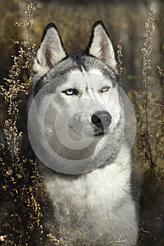 Siberian husky in autumn