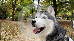 Siberian Husky Autumn portrait