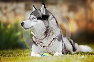 Siberian husky with a ball looking aside