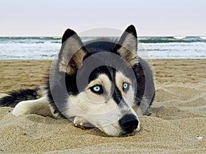 Siberian Husky on the beach