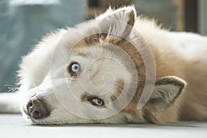 Siberian Husky with beautiful blue eyes. Close-up Portrait of Beige and white cute and happy Siberian Husky dog.