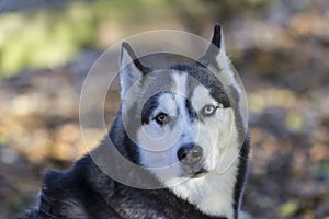 Siberian Husky photo